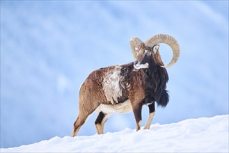 European mouflon (Ovis aries musimon) ram on a snowy meadow in the mountains in tirol, Kitzbühel,