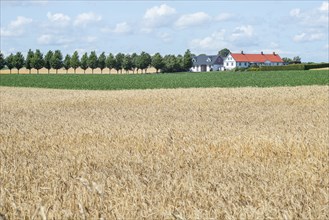 Field of ripe rye in front of a farm in southern Skane, Sweden, Scandinavia, Europe