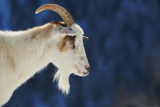 Domestic goat (Capra hircus) portrait, snow, winter in tirol, Kitzbühel, Wildpark Aurach, Austria,