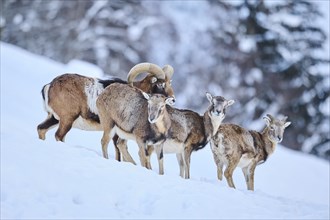 European mouflon (Ovis aries musimon) ram with ewes on a snowy meadow in the mountains in tirol,