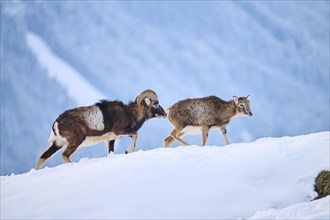 European mouflon (Ovis aries musimon) ram with ewe on a snowy meadow in the mountains in tirol,