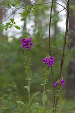 Close-up, common foxglove (Digitalis purpurea), Neustadt am Rübenberge, Germany, Europe