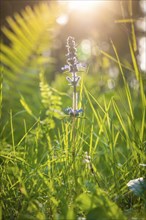 Flower in the sunlight, Black Forest, Unterhaugstett, Germany, Europe