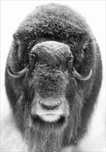 Musk ox (Ovibos moschatus) (C), in the snow at Ranua Wildlife Park, Lapland, Finland, Europe