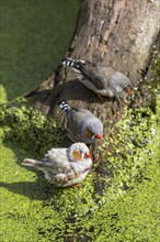 Male and female zebra finches (Taeniopygia guttata) (Poephila guttata) native to Australia coming