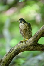 Peregrine Falcon (Falco peregrinus), adult sitting on branch in forest, Bohemian Forest, Czech