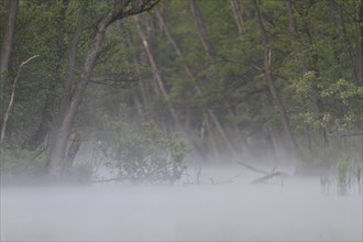 Alder forest with fog in spring, Müritz National Park, Mecklenburg-Western Pomerania, Germany,