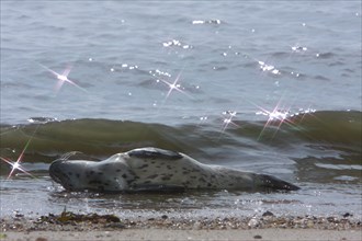 Common harbor seal (Phoca vitulina), howler in the surf, juvenile, Lower Saxony Wadden Sea National