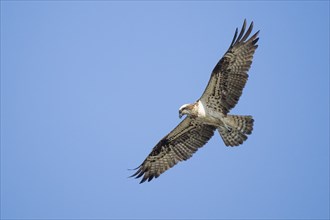 Western osprey (Pandion haliaetus) in flight, Hesse, Germany, Europe