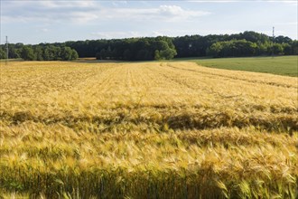 Grain field near Obercunnersdorf in Lusatia