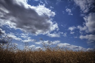 Rape, rape field, withered, grain field, Stuttgart, Baden-Württemberg, Germany, Europe