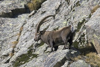 Alpine ibex (Capra ibex) male with large horns foraging in rock face on mountain slope in autumn,