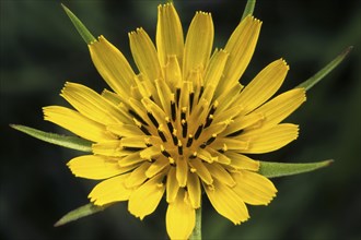 Meadow Salsify (Tragopogon pratensis), Showy Goat's-beard, Meadow Goat's-beard,