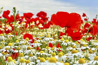 Poppy (Papaver) wild chamomile (Matricaria chamomilla) Flowering strip, sunrise, summer meadow,