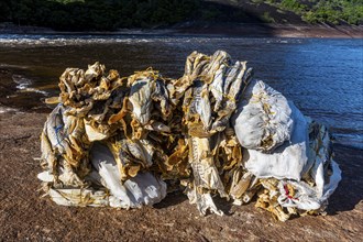 Dry fish before the huge granite hills, Cerros de Mavecure, Eastern Colombia