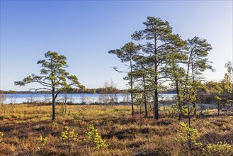 Forest lake by a bog with pine trees in the nordic wilderness a sunny autumn day, Sweden, Europe