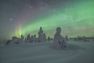 Northern Lights over Snowed-in Trees, Winter Landscape, Riisitunturi National Park, Posio, Lapland,