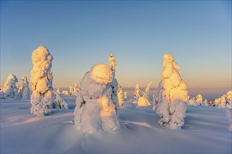 Snowed-in trees, winter landscape, Riisitunturi National Park, Posio, Lapland, Finland, Europe