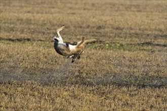 Fleeing European brown hare (Lepus europaeus) shot in field by hunter during the hunting season in