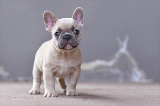 Adorable lilac fawn colored French Bulldog dog puppy with large funny blue eyes sitting in front of