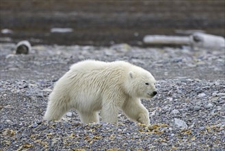 Young solitary polar bear (Ursus maritimus) cub foraging on shingle beach along the Svalbard coast