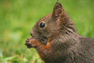 Eurasian red squirrel (Sciurus vulgaris), sitting in the grass, feeding, Ternitz, Lower Austria,