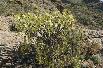 Balsam spurge (Euphorbia balsamifera) in the Caldera de Tejeda, Las Palmas Province, Gran Canaria,