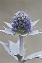 Sea holly (Eryngium maritimum), Terschelling, Netherlands