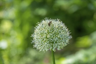 Ornamental (allium), flower stand, North Rhine-Westphalia, Germany, Europe