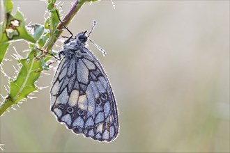 Marbled white (Melanargia galathea) in cold torpor on a thistle, Middle Elbe Biosphere Reserve,