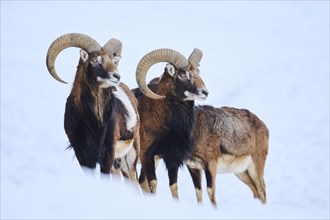 European mouflon (Ovis aries musimon) rams on a snowy meadow in the mountains in tirol, Kitzbühel,