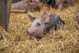 Piglets in species-appropriate husbandry, pigs in a fattening farm, Stuttgart, Baden-Württemberg,