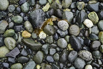 Stones on the seashore, Vancouver Island, Canada, North America