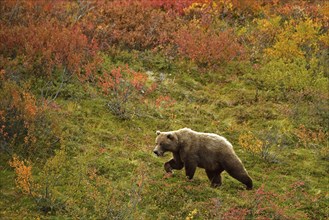 Grizzly bear (Ursus arctos horribilis) striding across the autumn-coloured tundra with a view of