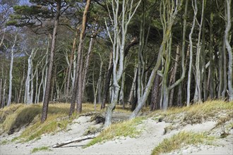 Mixed forest with beech and pine trees in the Western Pomerania Lagoon Area National Park,