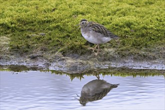 Red phalarope, young grey phalarope (Phalaropus fulicarius) juvenile calling from lake shore in