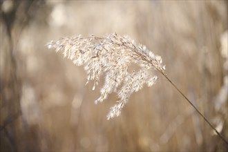 Common reed (Phragmites australis) seeds, detail, Upper Palatinate, Bavaria, Germany, Europe