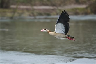 Egyptian goose (Alopochen aegyptiaca), flying, Bavaria, Germany Europe