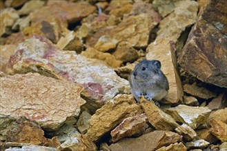 Pika (Ochotona) standing among boulders and on large rocks, Denali National Park, Alaska, USA,