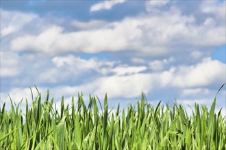 Grainfield with thick grass without ear in early spring with blue sky in background