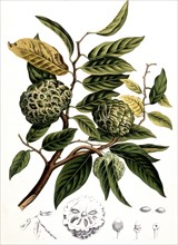 Sugar-apple (Annona squamosa), also called cream apple, sweet sack, sugar apple or cream annone, is