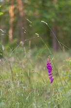 Close-up, common foxglove (Digitalis purpurea), Neustadt am Rübenberge, Germany, Europe