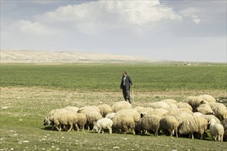 Hirte mit Schafen in der Naehe von Zakho, 08.03.2023