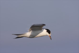 Common Tern (Sterna hirundo), immature animal, juvenile animal in flight, Lower Saxon Wadden Sea