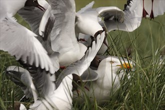 Black-headed Black-headed Gull (Chroicocephalus ridibundus), predation defence, collective defence