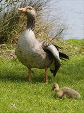 Greylag Goose (Anser anser) with chicks at Lake Vienenburg, Vienenburg, Goslar, Harz, Lower Saxony,