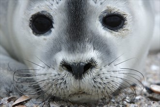 Harbor seal (Phoca vitulina), portrait of a howler, pup on the beach, Lower Saxony Wadden Sea