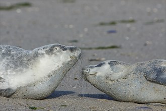 Common harbor seal (Phoca vitulina), two howlers on the beach, two juveniles, Lower Saxony Wadden