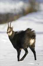 Chamois (Rupicapra rupicapra) showing white rump in the snow in winter, Gran Paradiso National