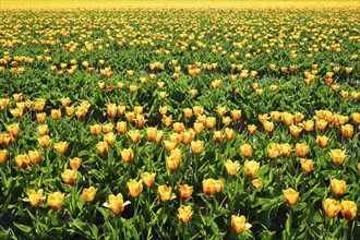 Tulip (Tulipa) field, Lower Saxony, Germany, Europe